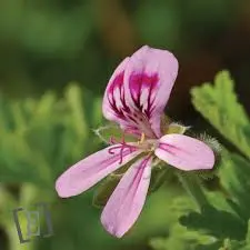 Lessive - Géranium d'Egypte 1 L